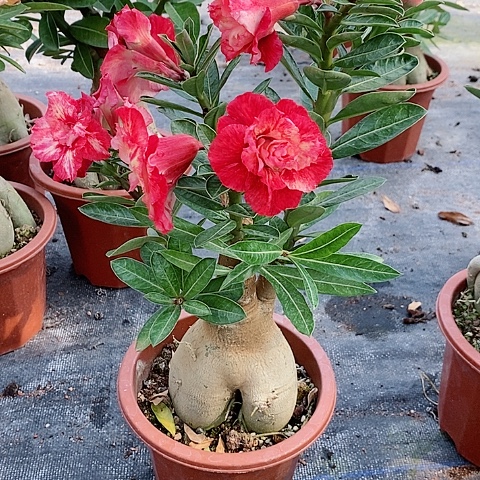 【闪购商品】无花朵清**过