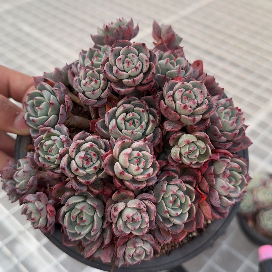 从前慢甄选多肉编号娜娜小勾