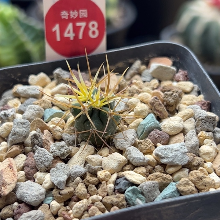 实生金刺金冠龙1.5cm