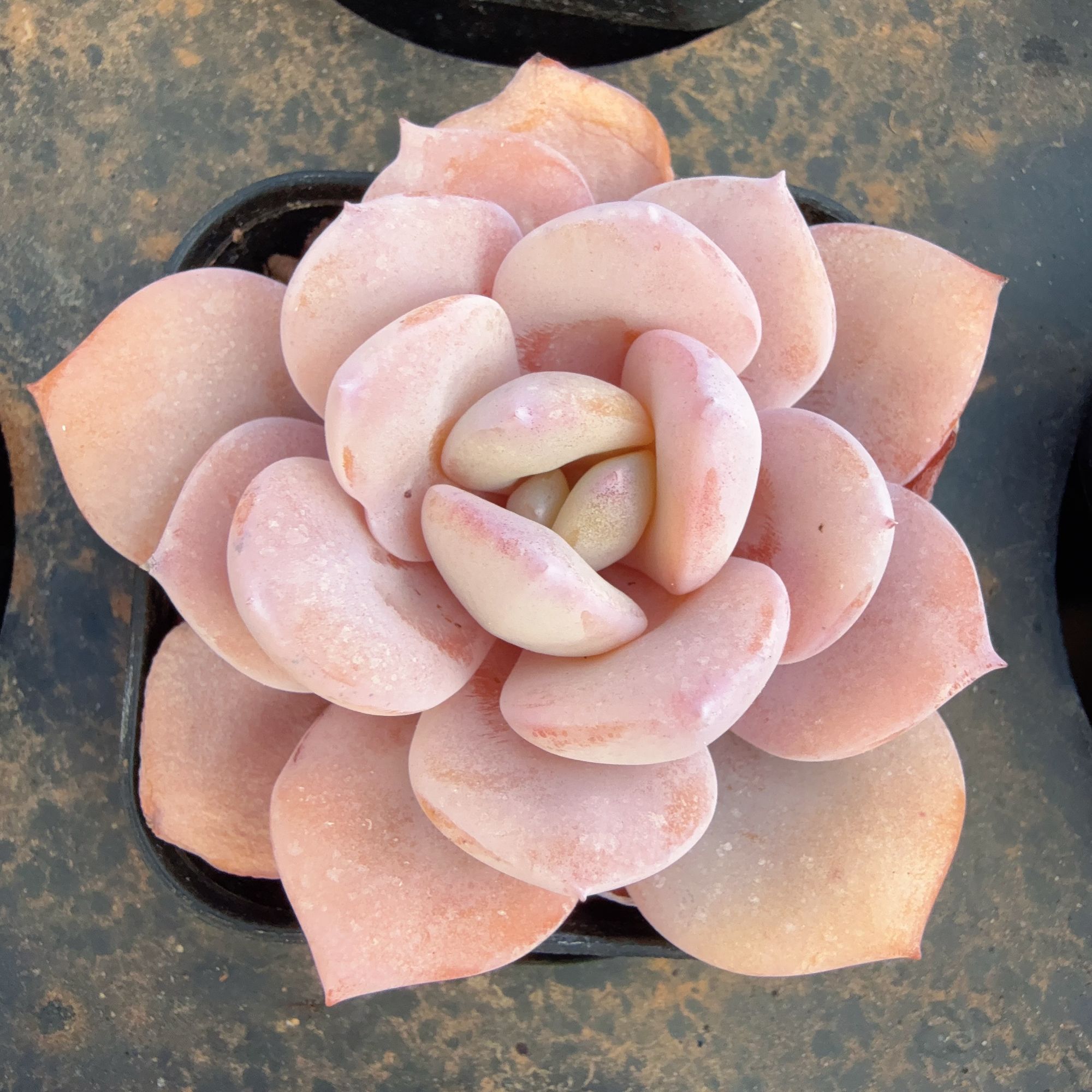 70#单头奶茶（4-7cm）脱土