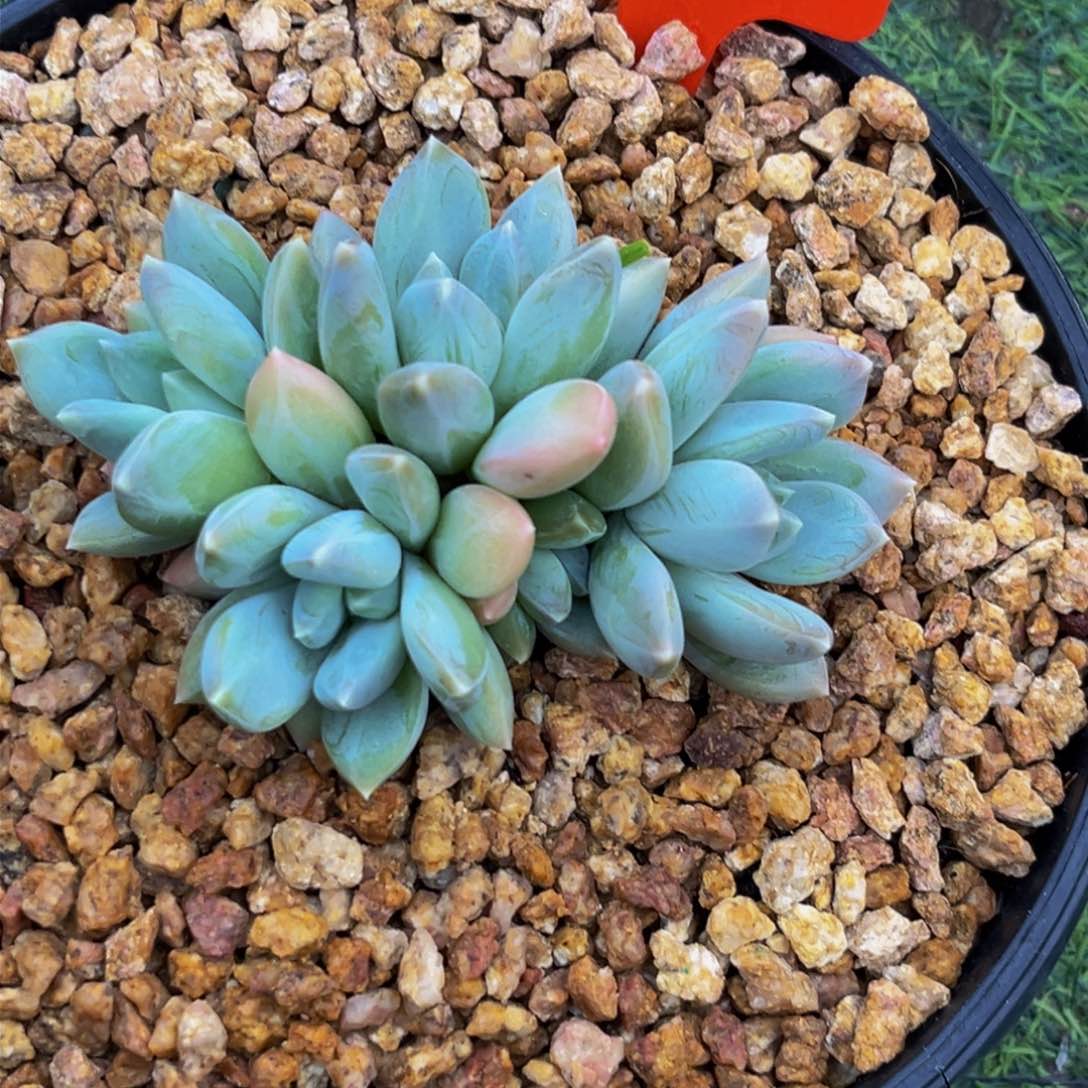 2633下午多肉植物群生