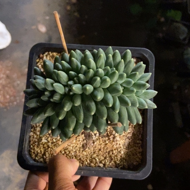 *****多肉植物一物一拍