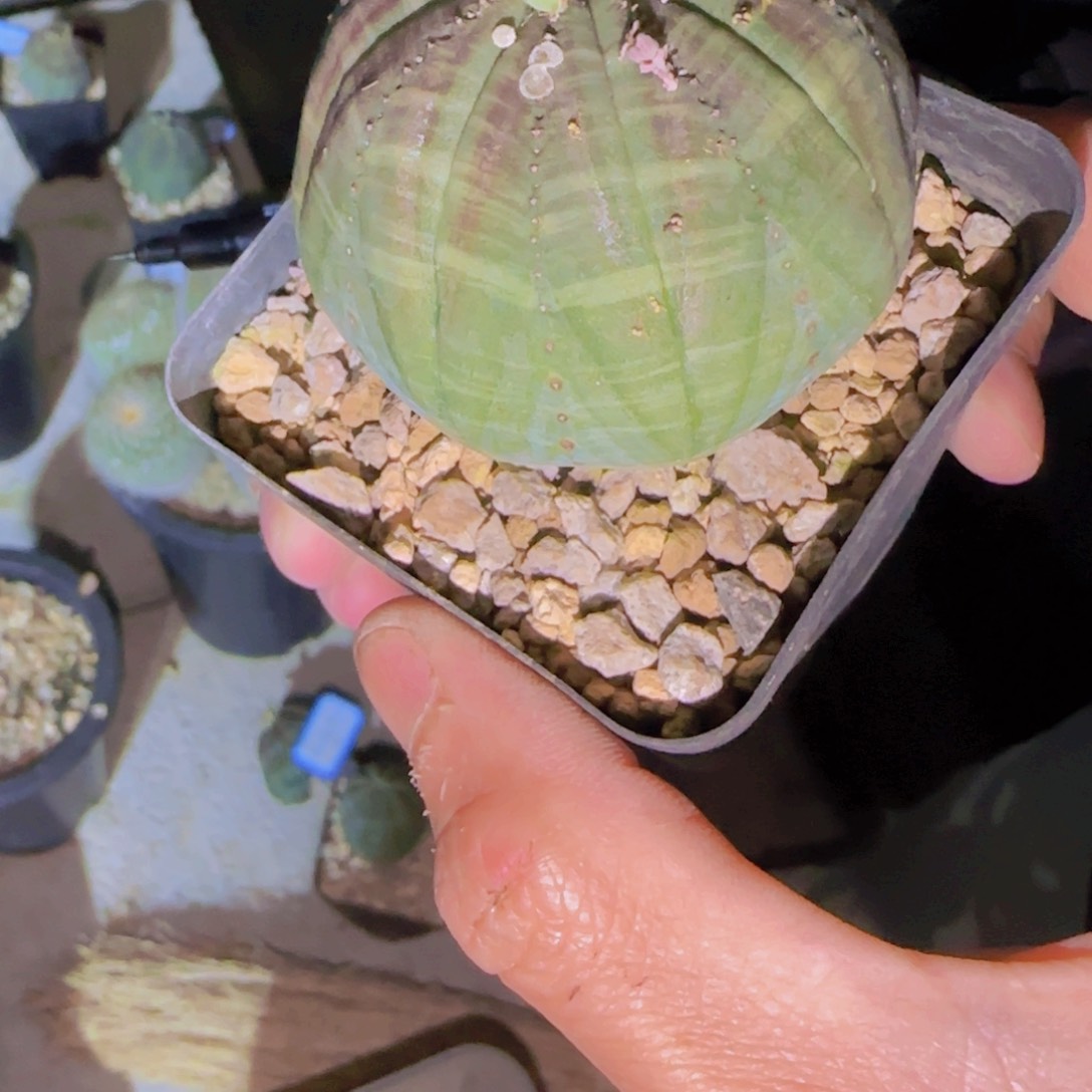龙****尼块根植物块根植物