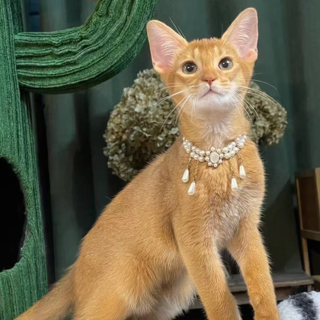 火红色阿比弟弟最古老的品埃及法老猫所见即所得
