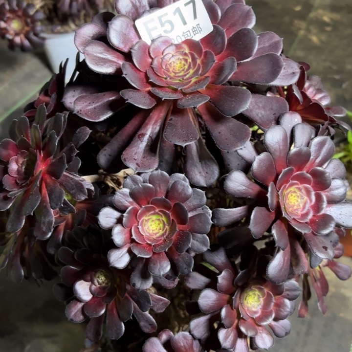 瑞妈一物一拍517