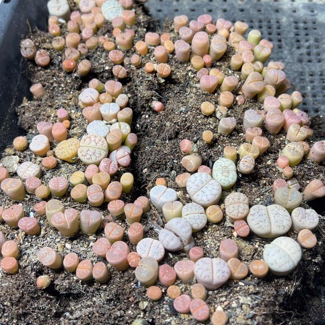 【闪购商品】4****喂 454。     