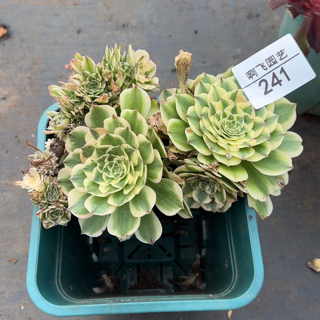 241多肉 伊丽莎白缀福利