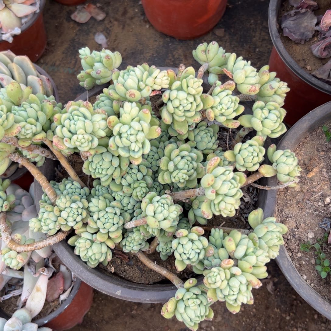 凝脂莲duo r mu z w z w z w