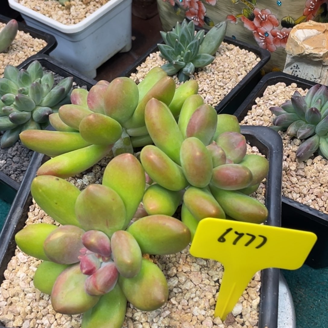 这么样我就不会在6777