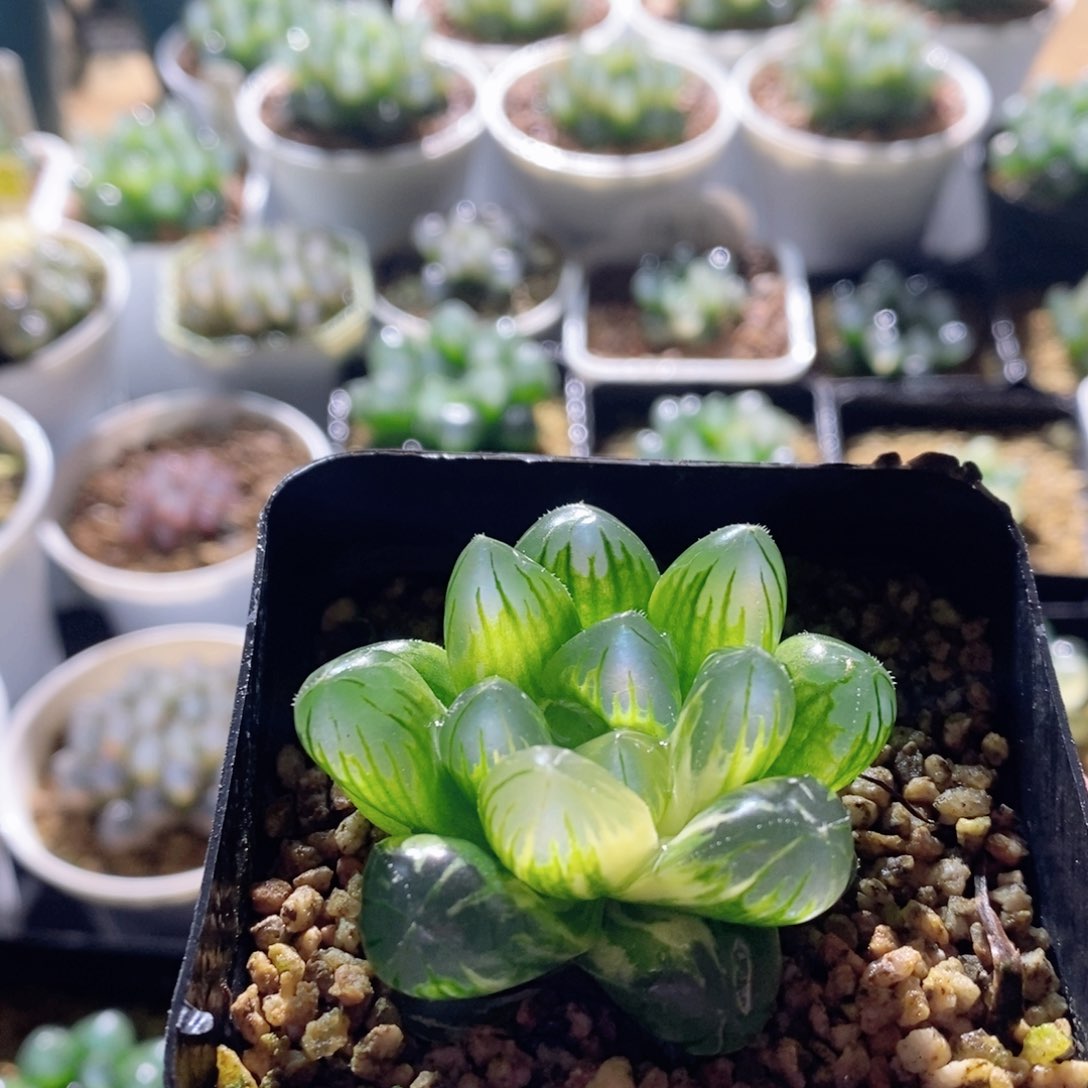 实生玉露锦多肉植物