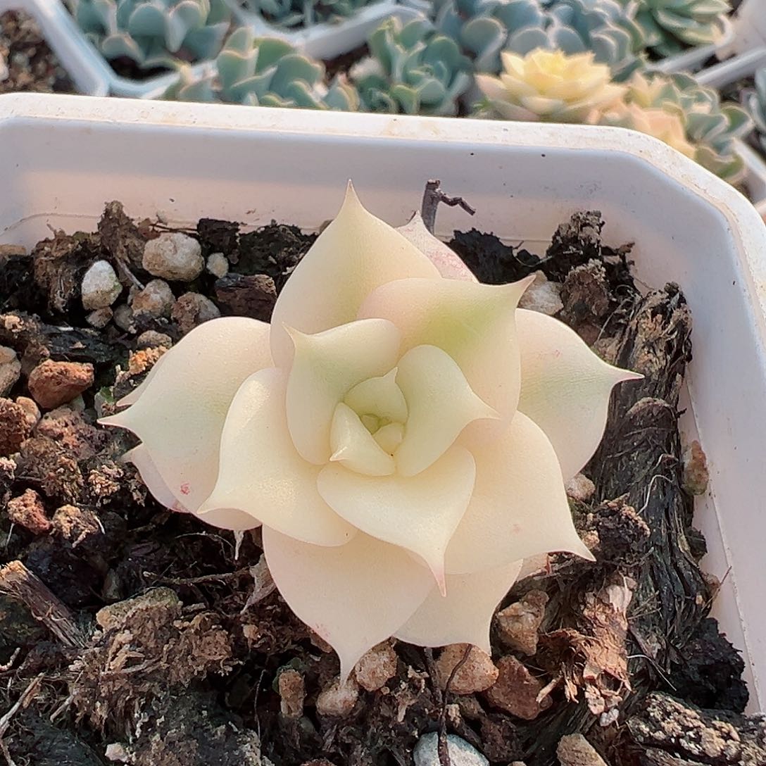 贝加尔湖锦，半覆轮锦