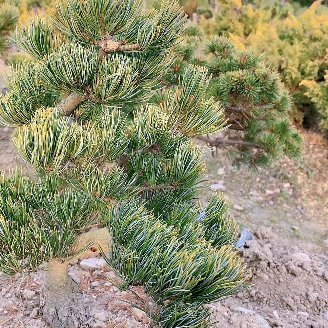 【闪购商品】无花朵鹊*、