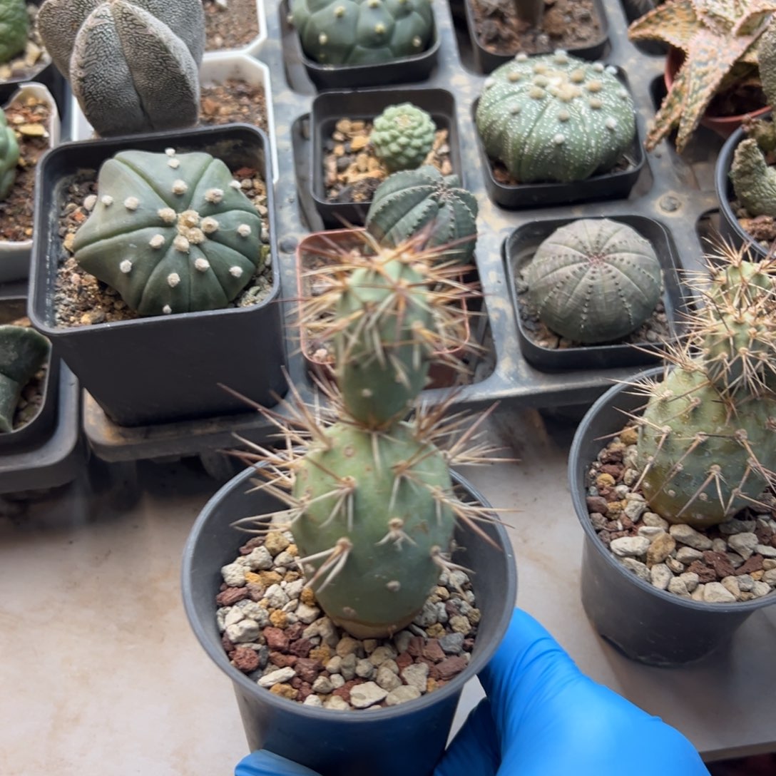 宠***妃开播福利哈哈哈哈哈哈哈哈哈哈