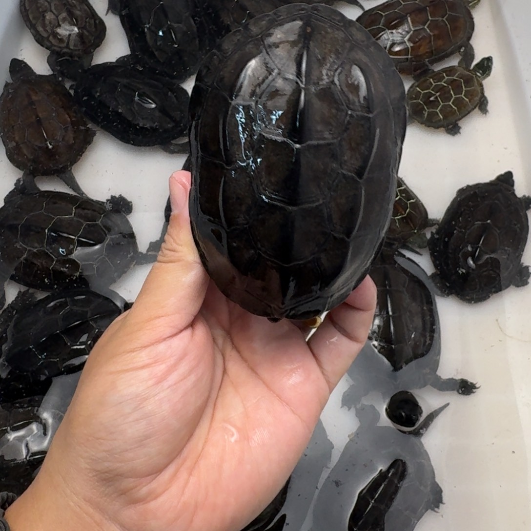 绿毛龟公苏墨龟龟