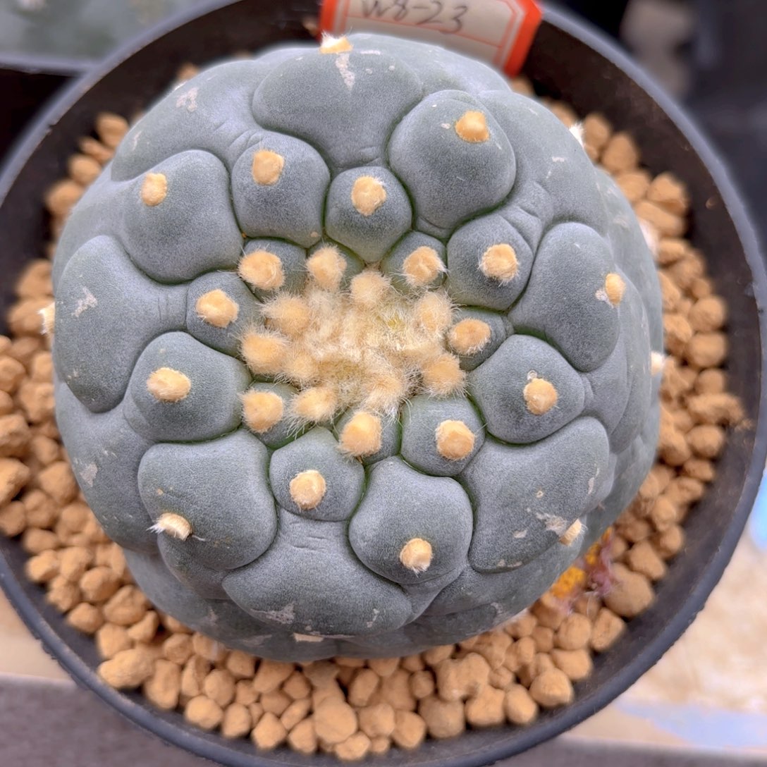 G823g g g g g g g g