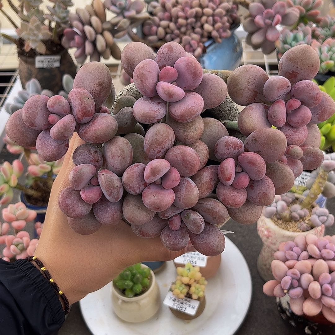 兜***077-大群腰子蛋多肉17cm运输过程可能会掉叶