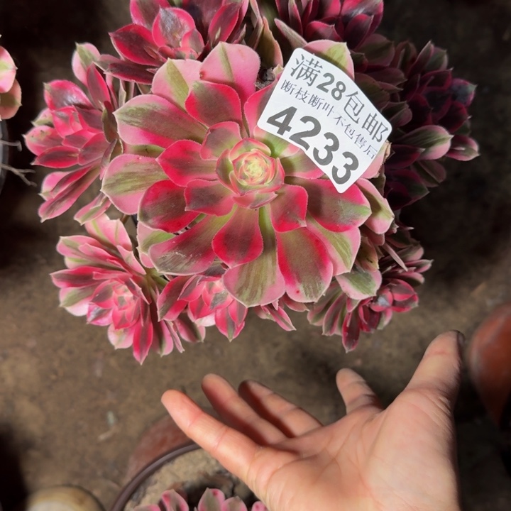 4233女郎多肉植物