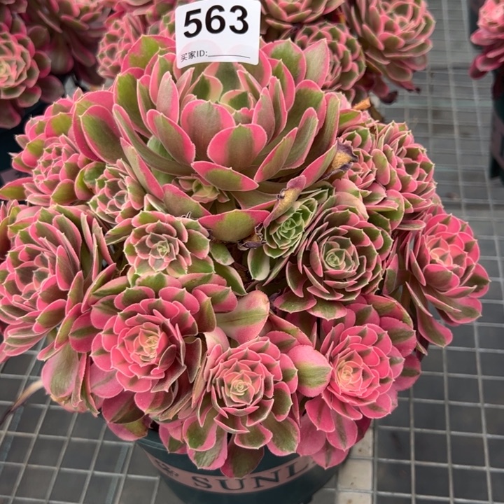 563妖月25厘米左右半木质