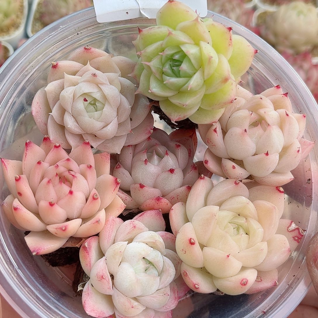 1-380 新疆西藏内蒙不发12.8包邮2-3公分多肉