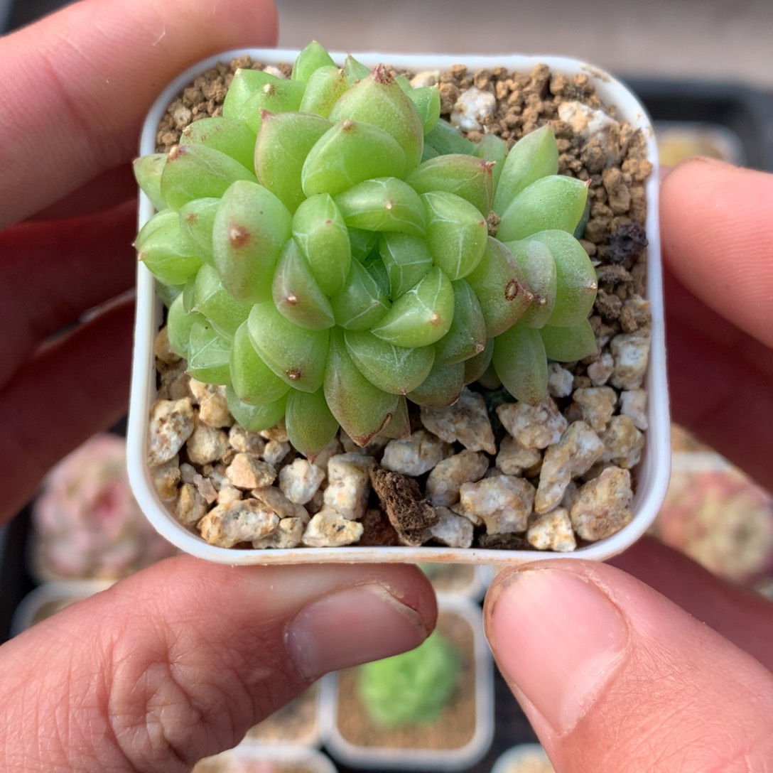 灵鉴。        珍妮多肉群。        11