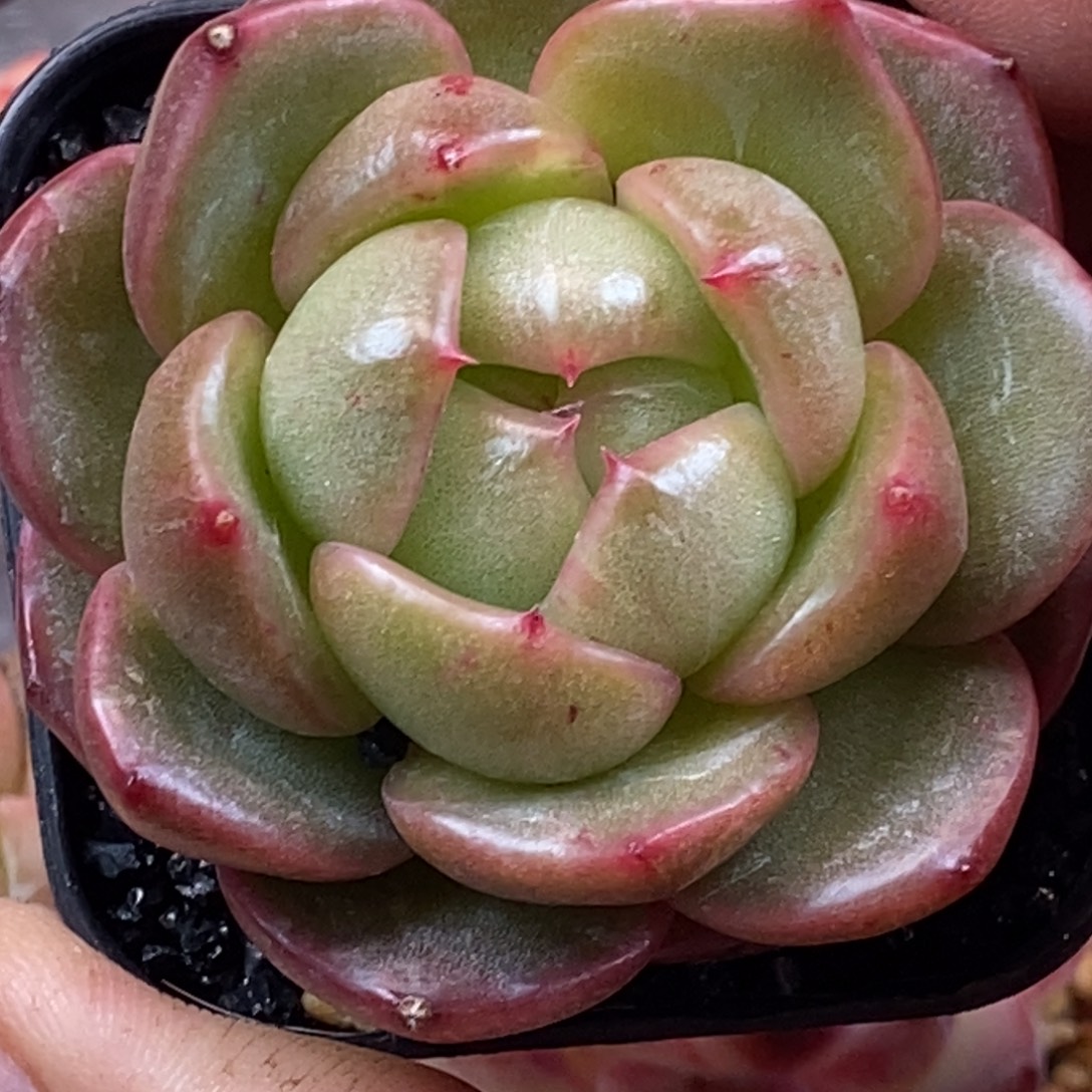 天官赐福百无禁忌