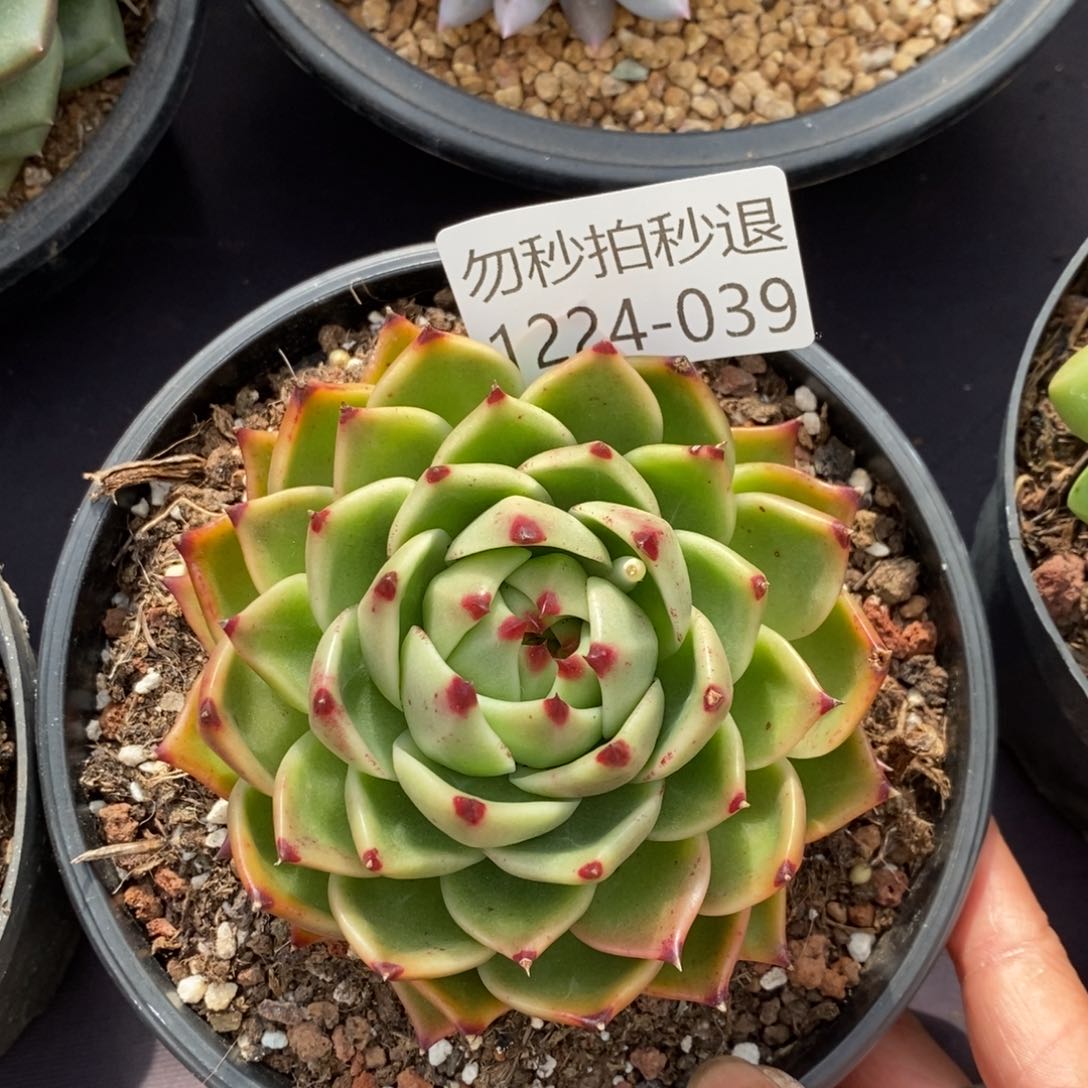 两单包邮1224-39蓝龙