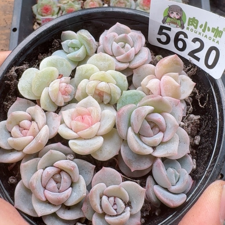 多肉植物多肉植物