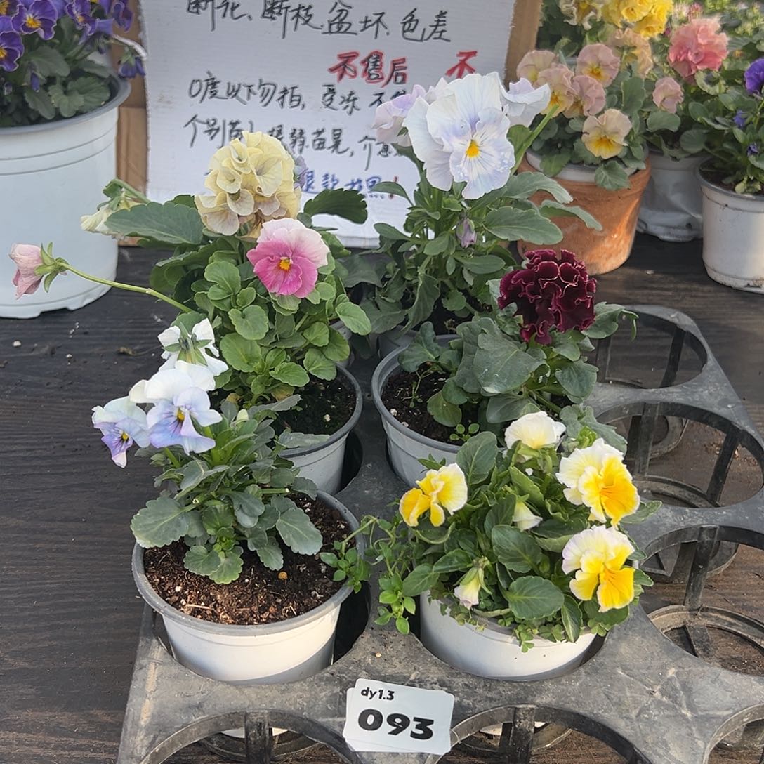 大部分花苞少量开放093号