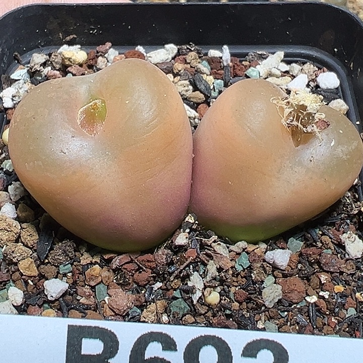 693号特价毛汗尼多肉植物