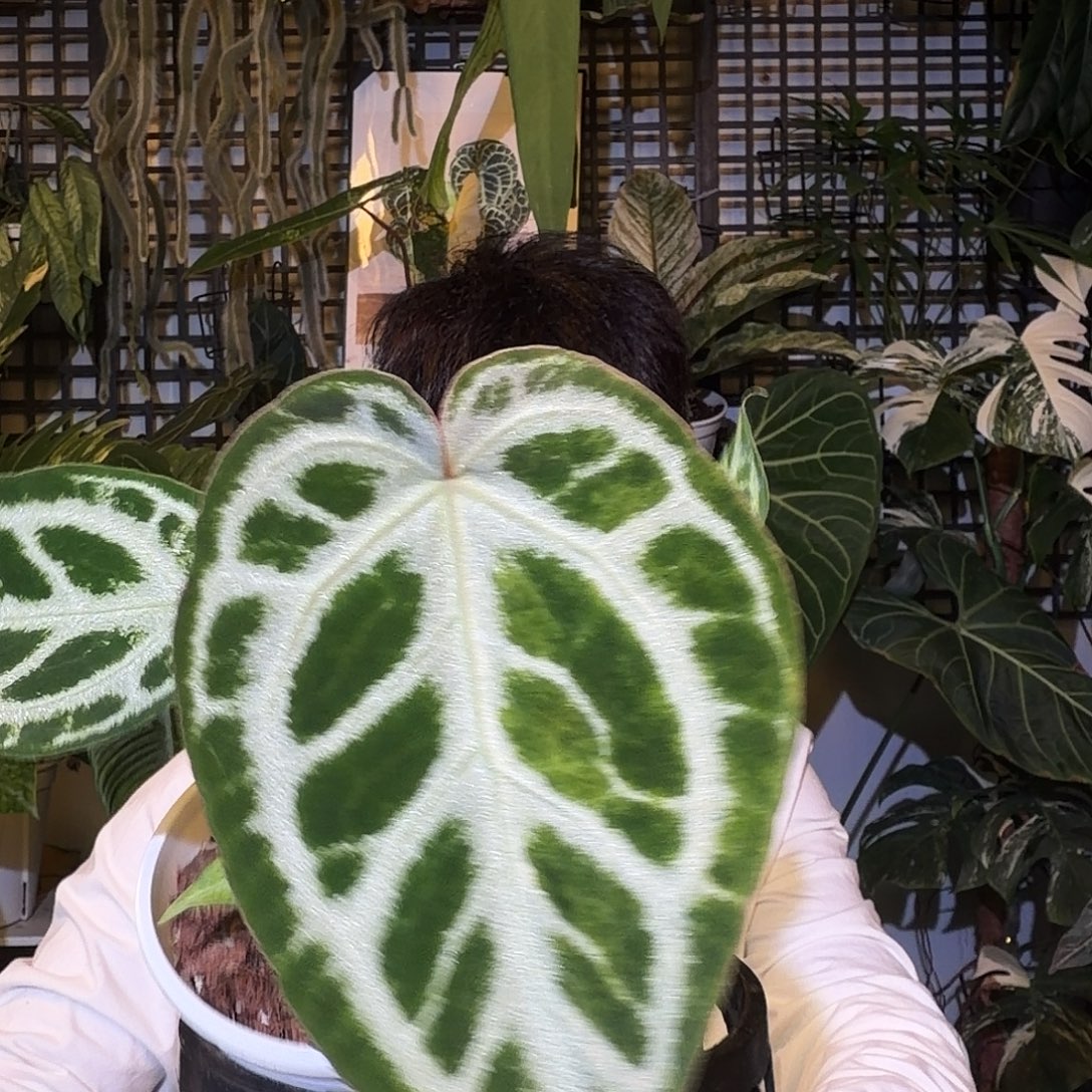 完全开放F282银骑士锦