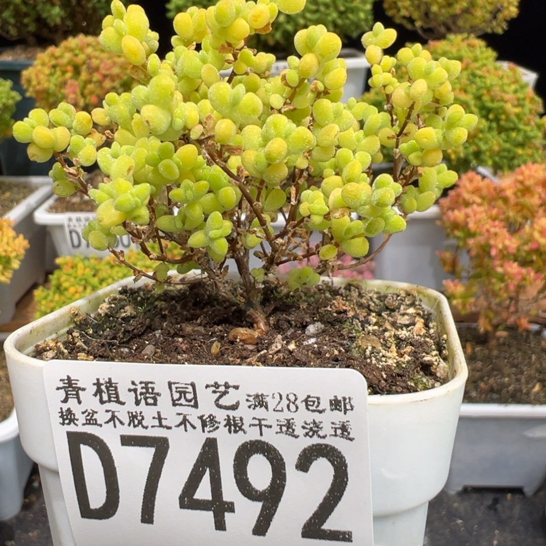 D7492黄金莱斯枝干