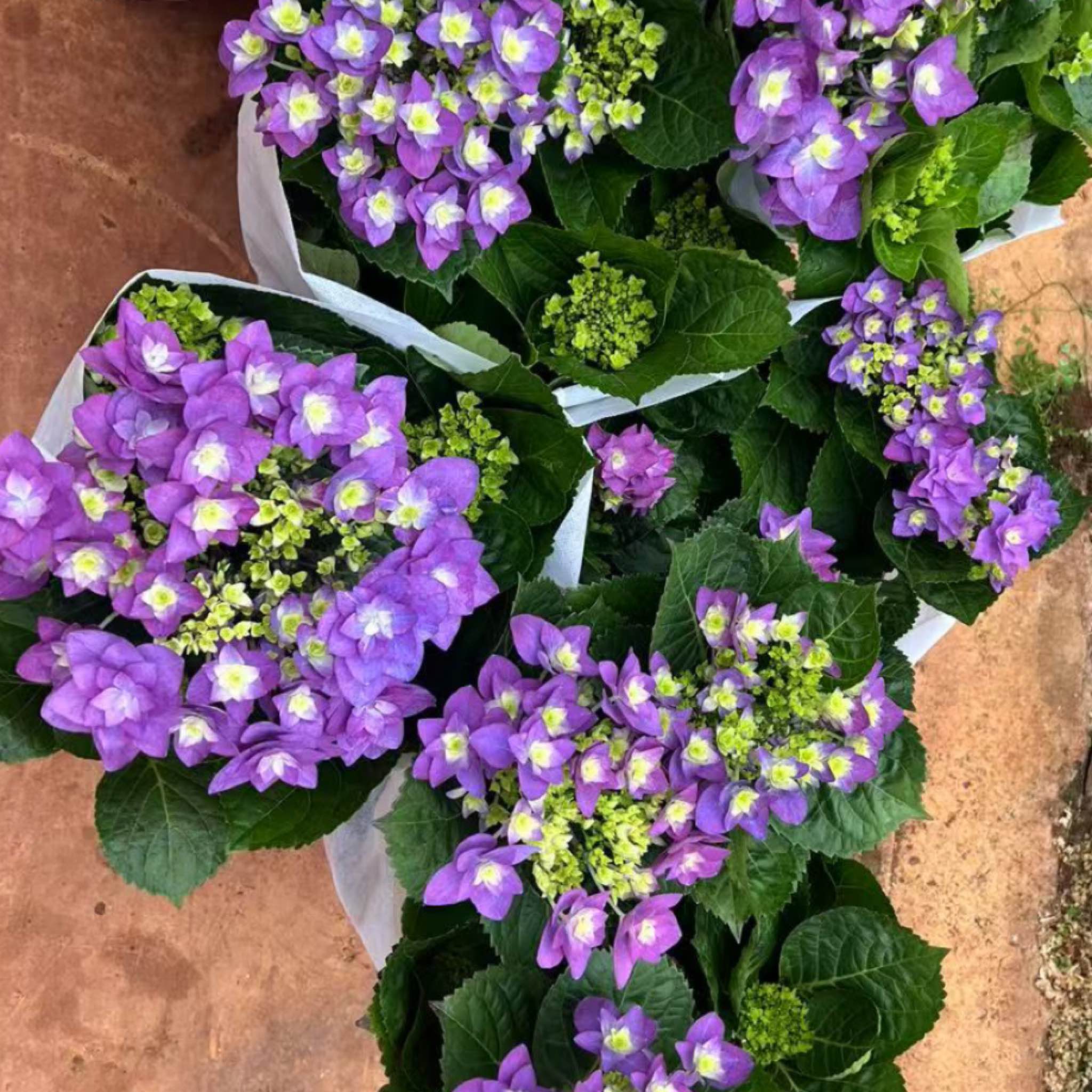 虹越 |带花绣球“羽翼” 庭院花园室内室外绣球苗多年生花卉爆花