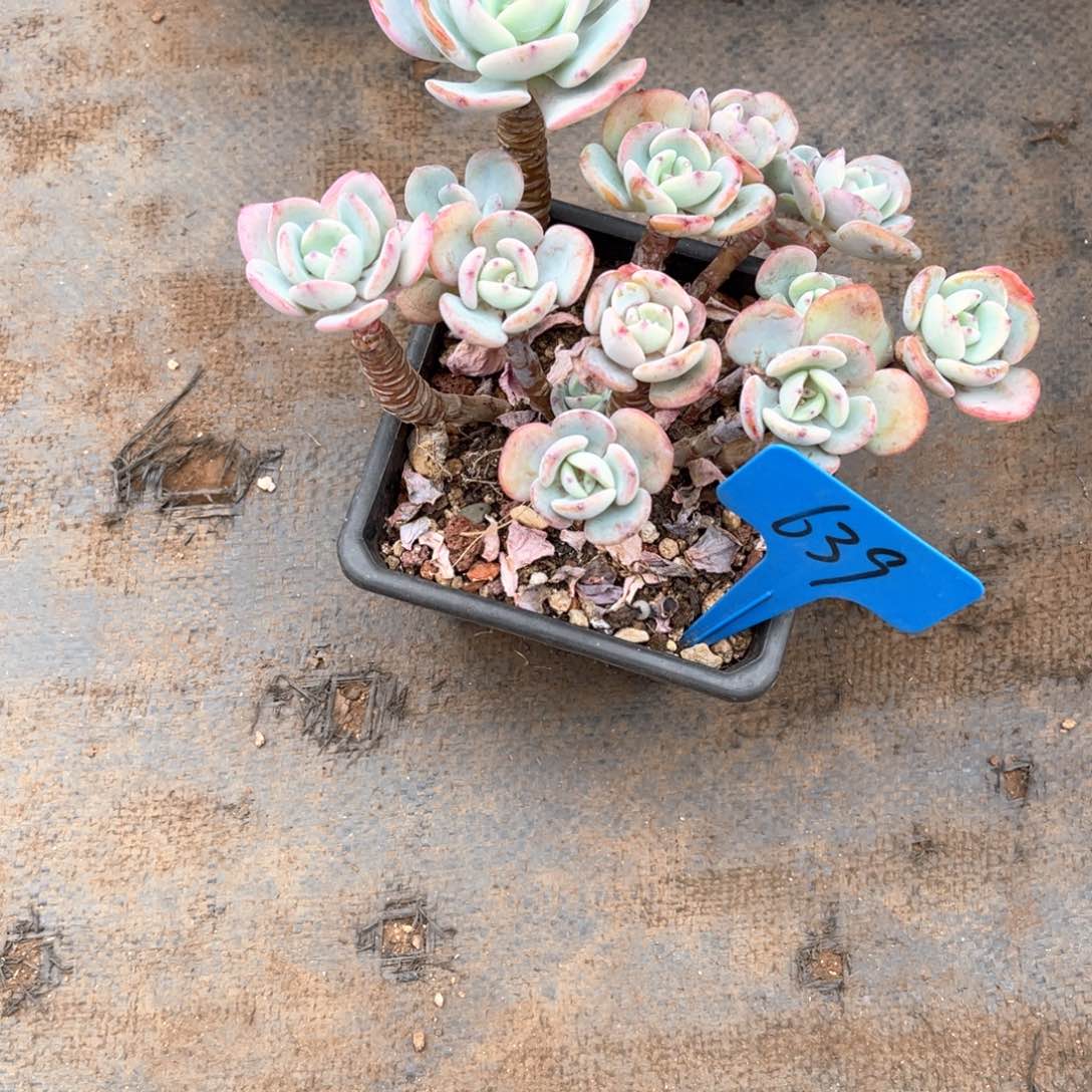 平****本639白月光多肉植物