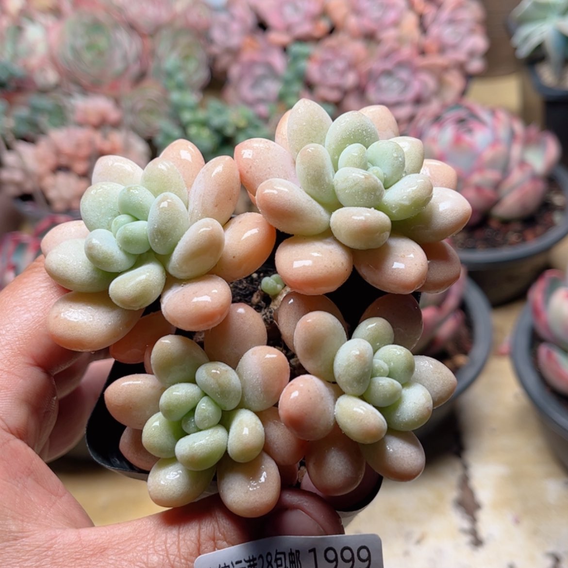 【闪购商品】1999香水洛神