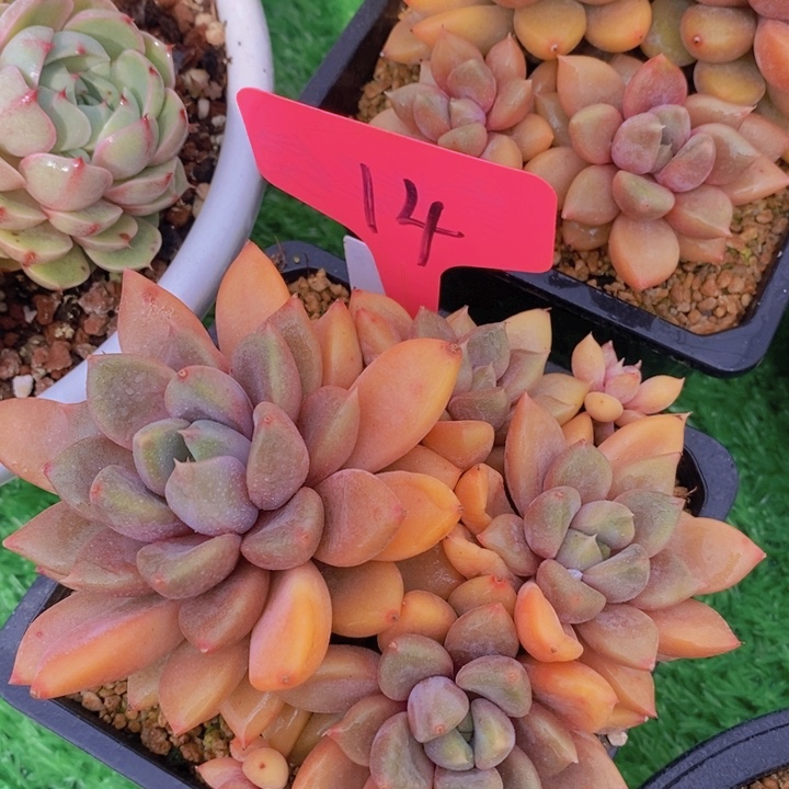 多肉植物，开心多肉