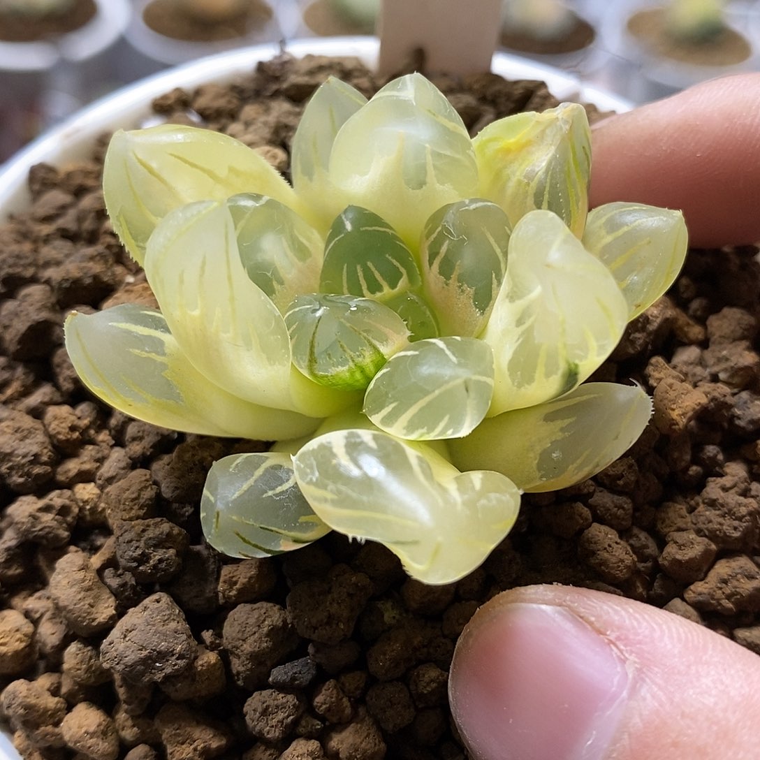 187糊斑黑葡萄哈哈哈哈