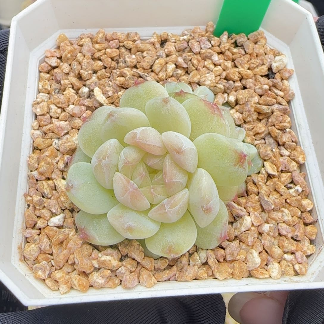 多肉25    糖心     7厘米盆