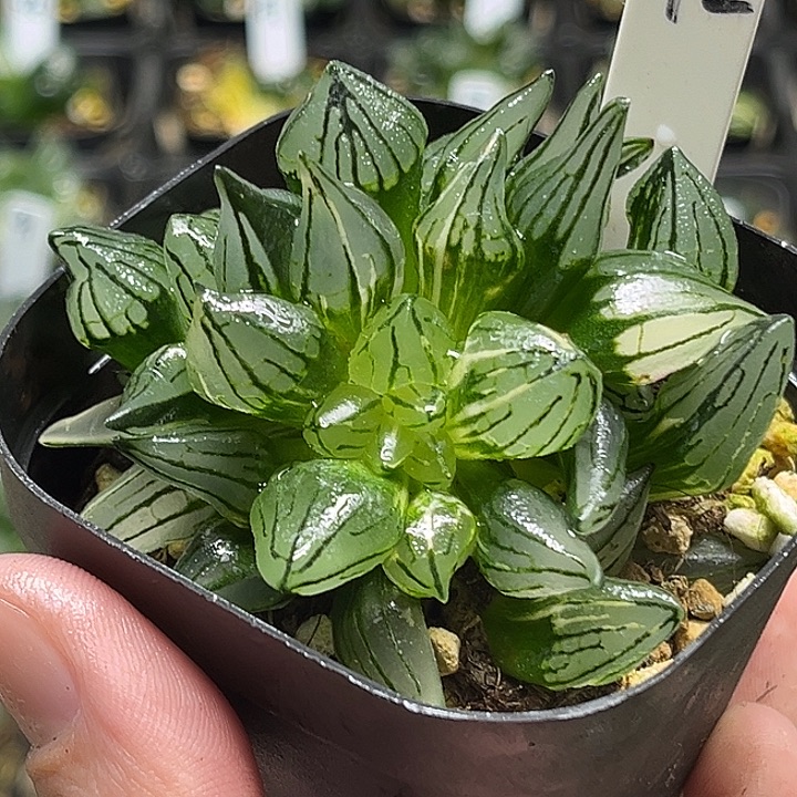 72双头西瓜寿锦头家多肉十二卷