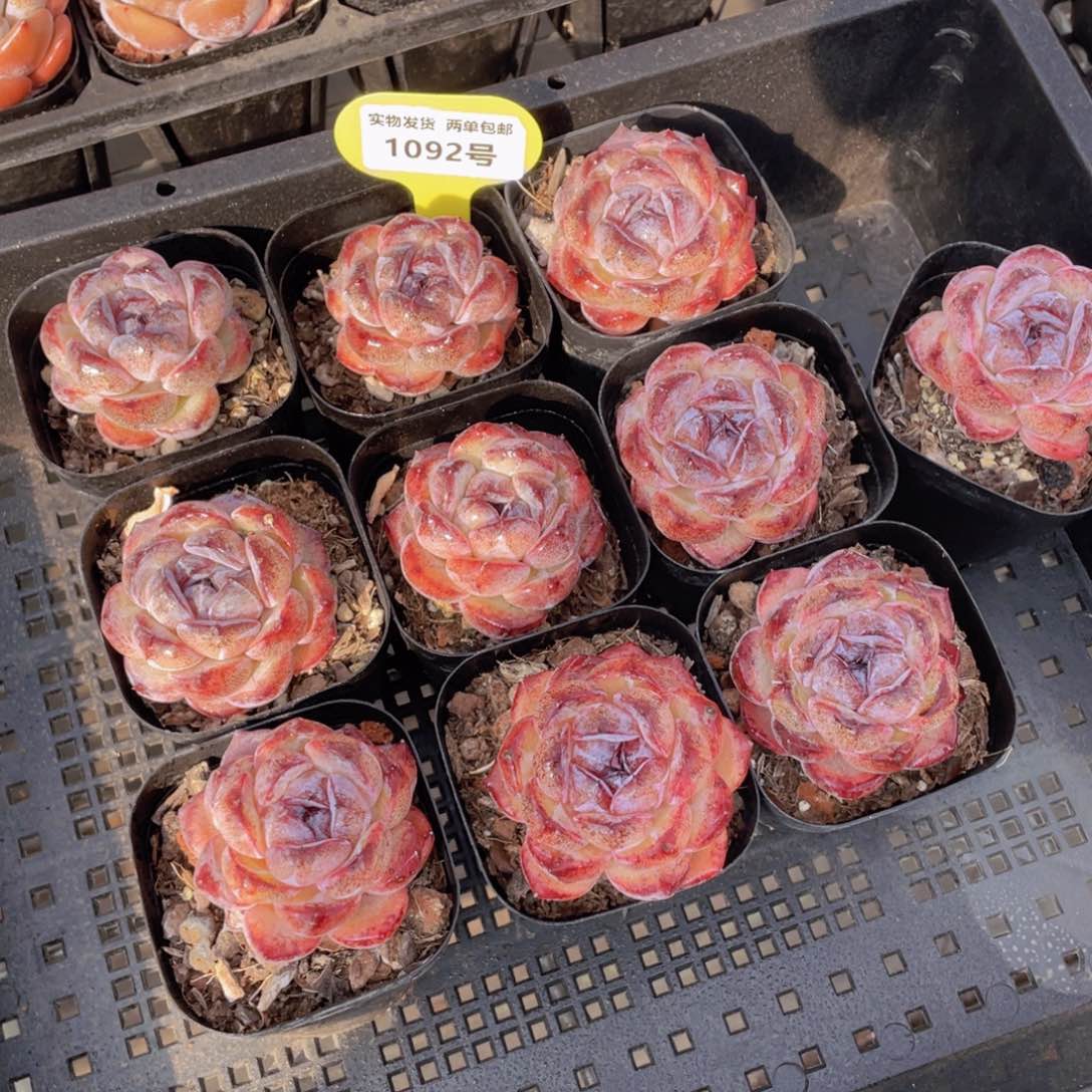 1092号 全状态丸叶黑橙单头一个