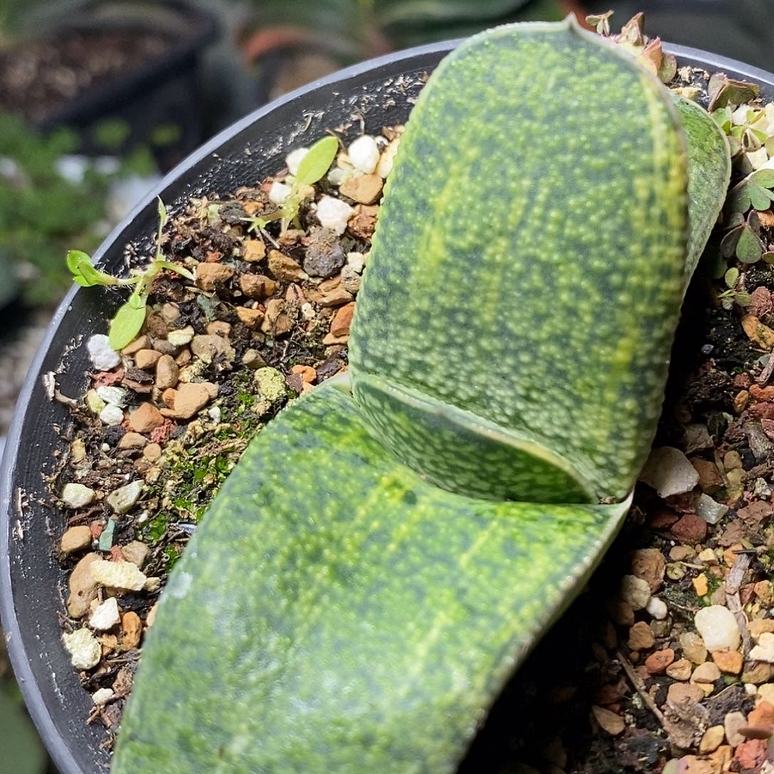 生***甜不带盆脱土裸根发货