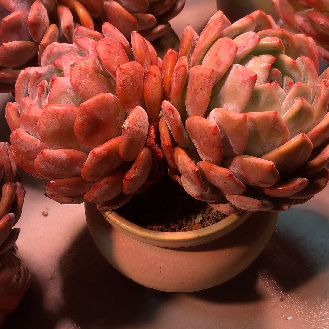 静**变韩版带盆土一颗一颗