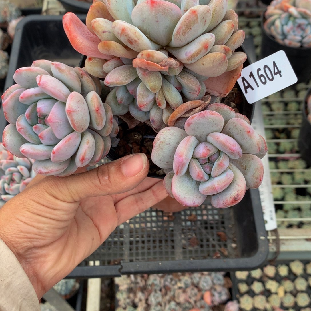 1604星星橙石化嗯嗯嗯呀