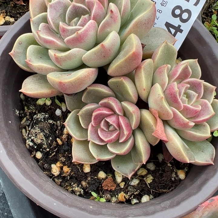 时***转多肉植物485多肉植物