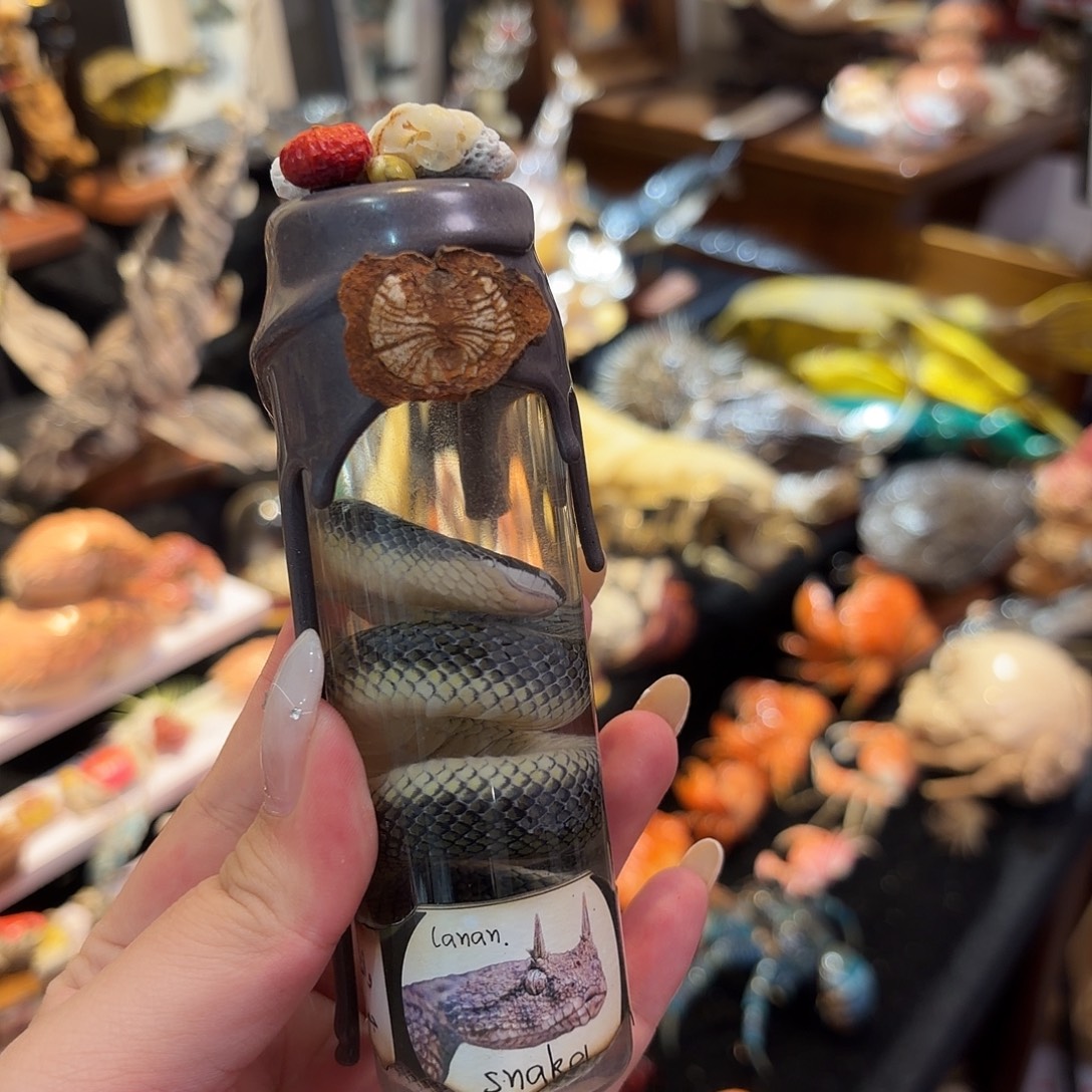 真实小蛇瓶装标本