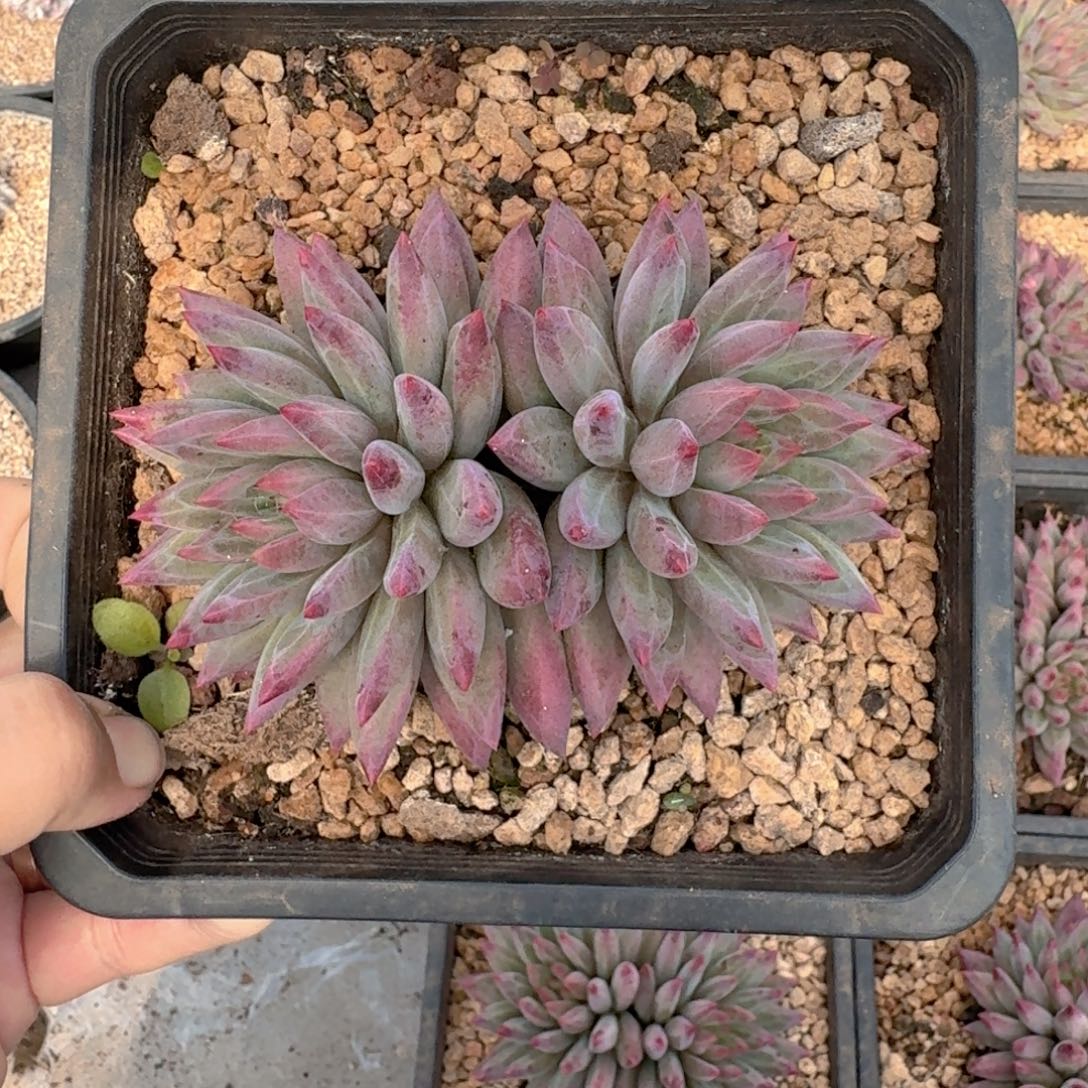 羽毛纹 虞美人 双头  一物一拍