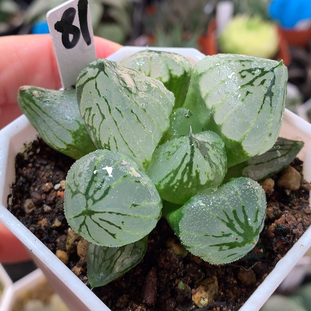 81号杨贵妃一物一拍