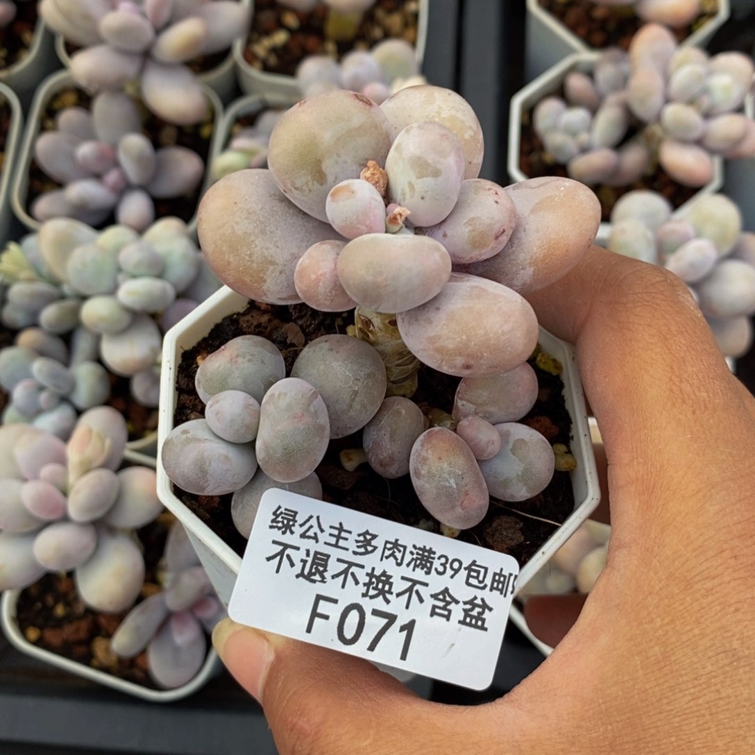 071水光针多肉6c m