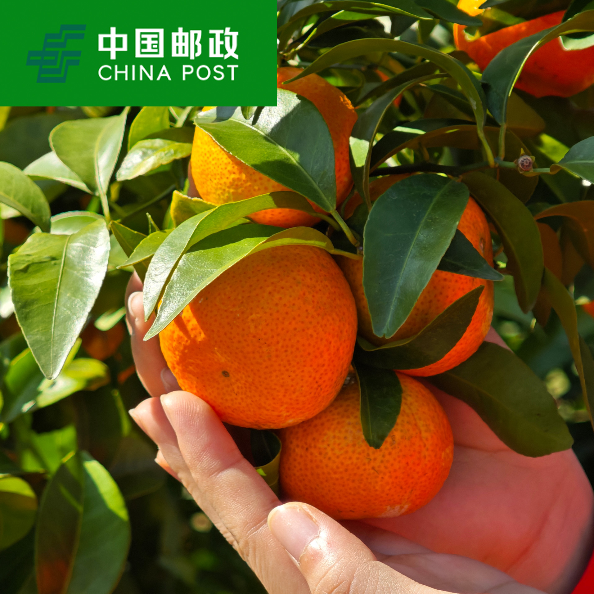 广西砂糖橘当季新鲜皮薄多汁香甜皮薄肉厚