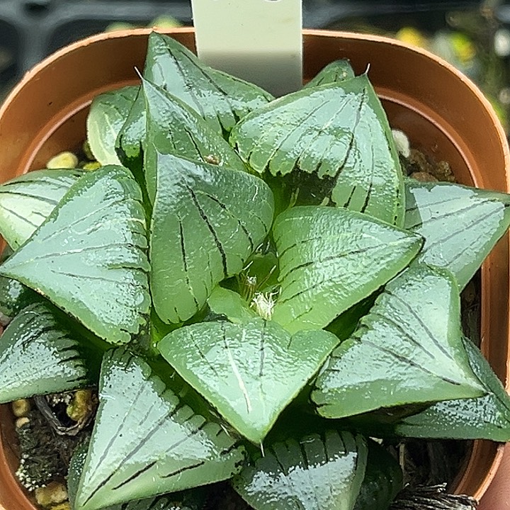 106巨大丸叶红纹寿锦