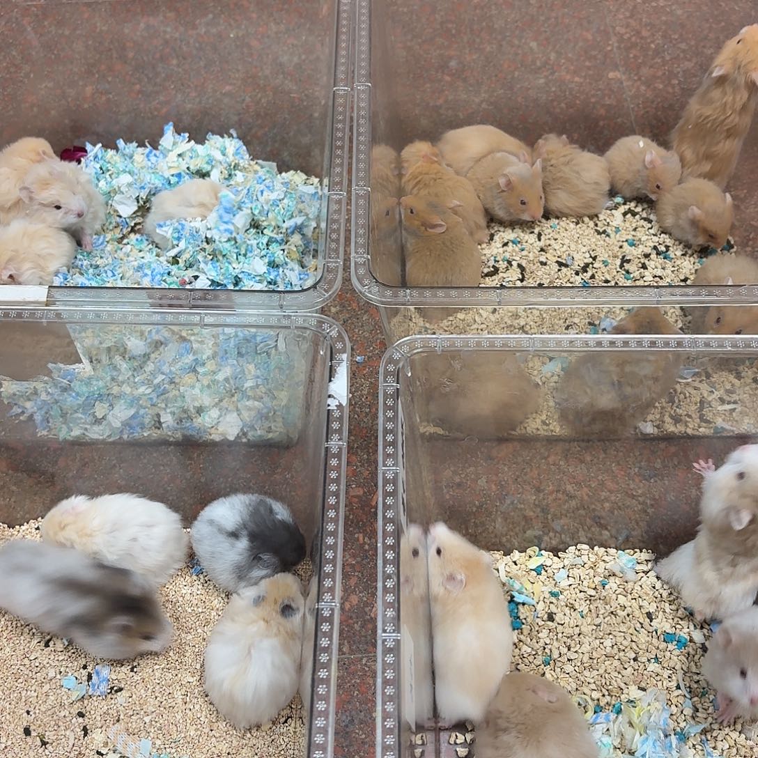 直毛金丝熊直播间挑选